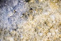 Bubbles of air in mud and silt under water. Background of bubbles, surface texture.