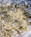 Bubbles of air in mud and silt  water. Background of bubbles, surface texture Royalty Free Stock Photo