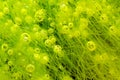 Bubbles in alga Royalty Free Stock Photo