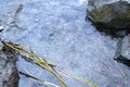 Bubbles caused by volcanic gases at Lake Maria Laach, Eifel, Germany Royalty Free Stock Photo