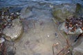 Bubbles caused by volcanic gases at Lake Maria Laach, Eifel, Germany Royalty Free Stock Photo