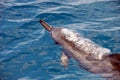 Bubbles coming out a dolphins blowhole