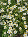 Bubbles and daisies green yellow white