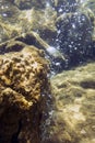 Bubbles escaping from the rocks on Champagne Reef in Dominica Royalty Free Stock Photo