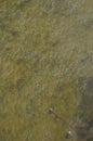 Air bubbles trapped in a pool of water