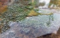 Bubbles in a pond of microalgae Royalty Free Stock Photo