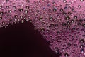 Bubbles of red wine closeup. Alcoholic background Royalty Free Stock Photo