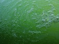 Bubbles and water waves on the green surface, texture of green bubbles, Blurred image of Green water background