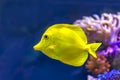 Bubbles, the yellow tang fish Royalty Free Stock Photo