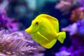 Bubbles, the yellow tang fish Royalty Free Stock Photo