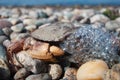 A Bubbling Crab on a Rocky Beach