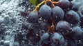 Bubbling Delight: A Close-Up Macro of Refreshing Black Grape Cocktail in Water - Perfect for a Juicy