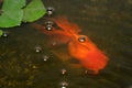 Bubbling fish Royalty Free Stock Photo