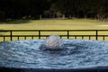 Bubbling fountain of water before open fence, green grass and dark trees, copy space Royalty Free Stock Photo