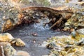 Bubbling hot pool in geothermal area Royalty Free Stock Photo