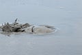 Bubbling mud volcano