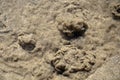 Bubbling Sand