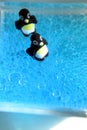 Bubbly Penguins Royalty Free Stock Photo