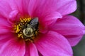 Buble bee on Dahlia blossom