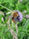 Buble bee on purple dispel Royalty Free Stock Photo