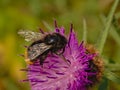 Bumblebee Bright purple thistle flower close up Royalty Free Stock Photo