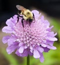 Bubmlebee on a Pincushion (Scabiosa) Royalty Free Stock Photo