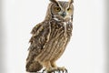 Bubo africanus, a four year old spotted eagle owl, against a white background