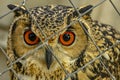Bubo bengalensis or Bengal owl or Indian eagle owl is a species of strigiform bird in the family Strigidae