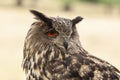 Eagle Owl, Bubo bubo, bird of prey