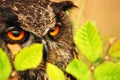 Bubo bubo, eagle owl in leaves