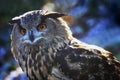 Bubo bubo eagle owl