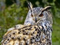 Bubo bubo, Eagle owl, with beautiful orange eyes looking intently around Royalty Free Stock Photo