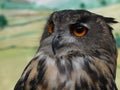 Bubo bubo - Eurasian Eagle Owl, European Eagle owl, close up