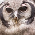 Bubo lacteus, also known as Giant or Milky Eagle Owl Royalty Free Stock Photo