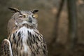 Bubo Bubo owl potrait in nature