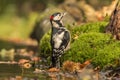 Great Spotted Woodpecker, Bubo scandiacus