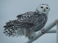 Closeup of snowy owl, Bubo scandiacus