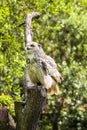 Bubo virginianus, great horned owl