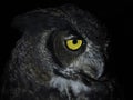 Bubo virginianus owl portait isolated on black Royalty Free Stock Photo