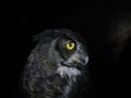 Bubo virginianus owl portait isolated on black Royalty Free Stock Photo