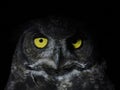 Bubo virginianus owl portait isolated on black Royalty Free Stock Photo