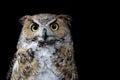 Portrait of a Great Horned Owl on the black backround. Royalty Free Stock Photo