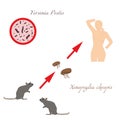 Bubonic plague. The path of infection is a dangerous disease. Vector illustration. Outline on an isolated white background. Scheme Royalty Free Stock Photo