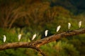 Bubulcus ibis, Cattle Egret, white birds on the tree. Flock of white herons flying above water surface in the green tropic forest