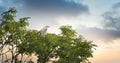 Bubulcus ibis red-headed heron sitting on a tall tree watching the sunset and sunrise Royalty Free Stock Photo