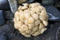 Buccinum undatum egg on the beach Royalty Free Stock Photo