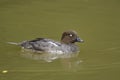 Bucephala clangula, common goldeneye Royalty Free Stock Photo