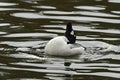 Bucephala clangula, common goldeneye flirts in spring