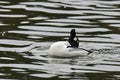 Bucephala clangula, common goldeneye flirts in spring