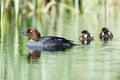 Bucephala clangula, Common Goldeneye Royalty Free Stock Photo